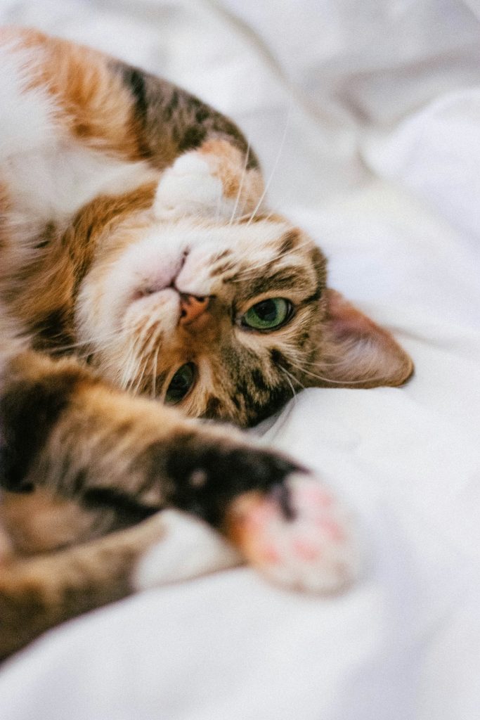 Cat lounging
